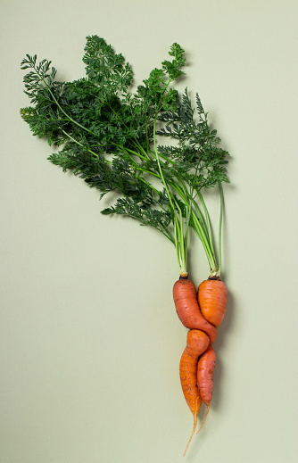Ugly fresh carrot on light green background. Concept organic natural vegetables. Top view. Vertical format.