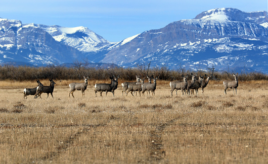Deer in Montana