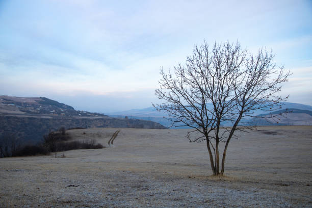 Lonely tree. Dried tree in landscape