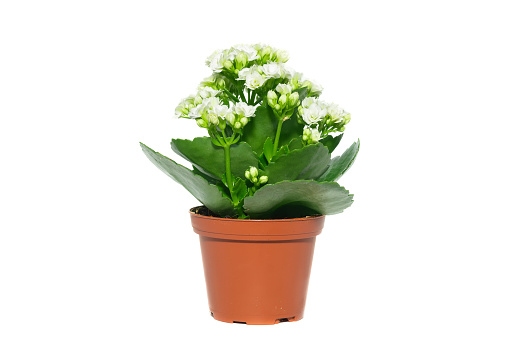 Blooming white Kalanchoe isolated on a white background