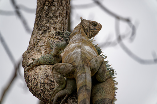 an Iguana searches for food in a park in northern Colombia