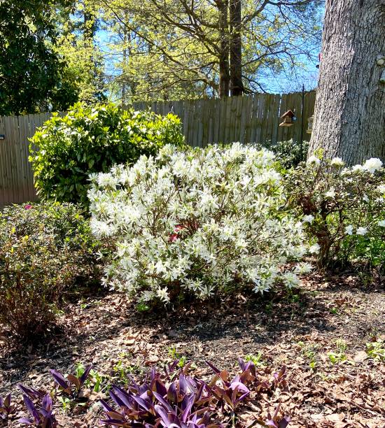 istock A white azalea in bloom in a natural area 1390698673