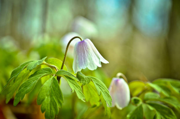 a beautiful white wood anemone in the forest in springtime stock photo