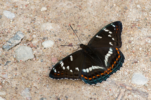 A large and dark butterfly, Poplar admiral resting on a summery dirt road in Estonia, Northern Europe