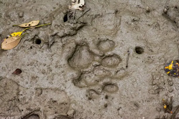 Photo of Pugmark of Royal Bengal Tiger on the Muddy Soil of Bangladesh Sundarbans