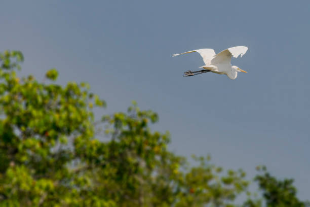 weißer silberreiher, ardea alba, vogel, der mit bäumen im hintergrund fliegt - animal beak bird wading stock-fotos und bilder