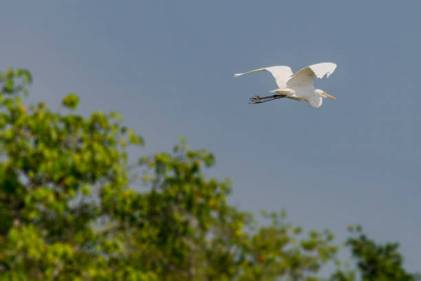 grande aigrette blanche, ardea alba, oiseau volant avec des arbres en arrière-plan - animal beak bird wading photos et images de collection
