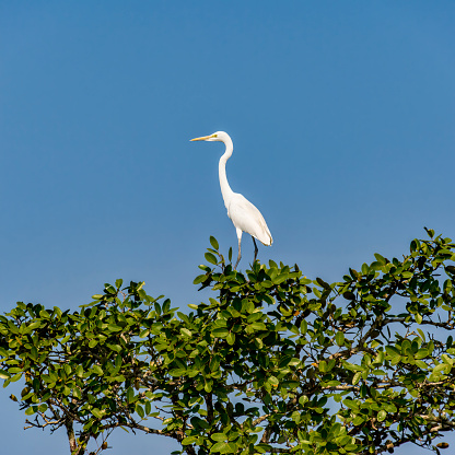White Great egret, Ardea alba, Bird on the top of a tree in Bangladesh Sundarbans, square photo