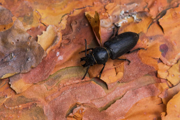 istock Close-up of a dark beetle named Spondylis buprestoides on a Pine tree trunk 1390700638