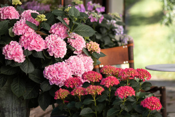 istock luxurious bright hydrangeas bloom in the home garden austria 1390700808