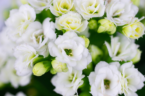 Close-up photo of a beautiful Kalanchoe blossfeldiana 'Calandiva White' flower on a white background