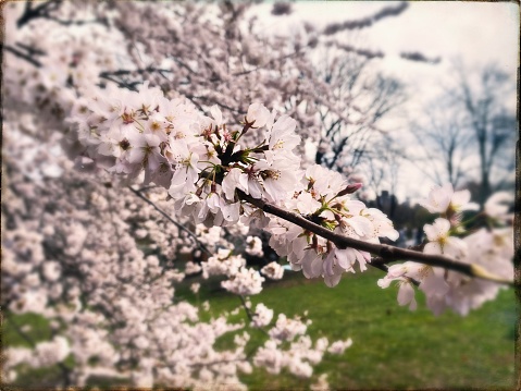 Cherry Blossoms in Spring