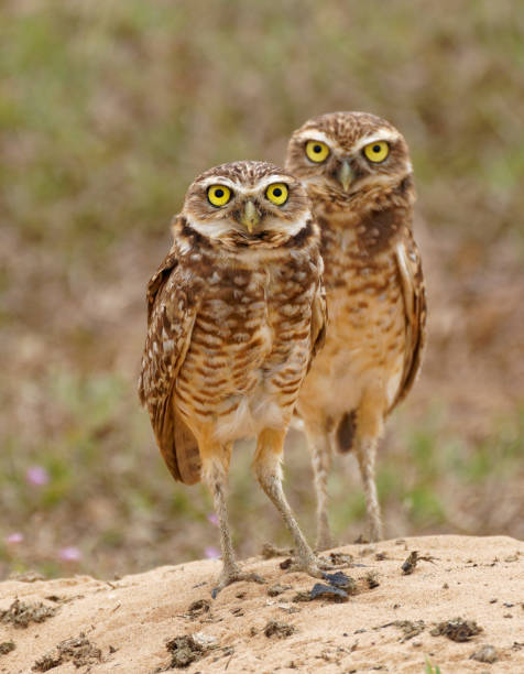 Burrowing Owls Owls nest in burrows in the Los Llanos region of Colombia burrowing owl stock pictures, royalty-free photos & images