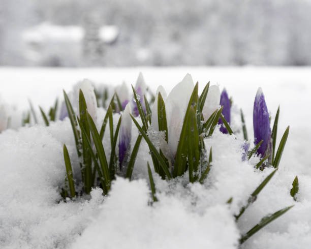 istock tender buds of beautiful crocuses are covered with snow 1390702968