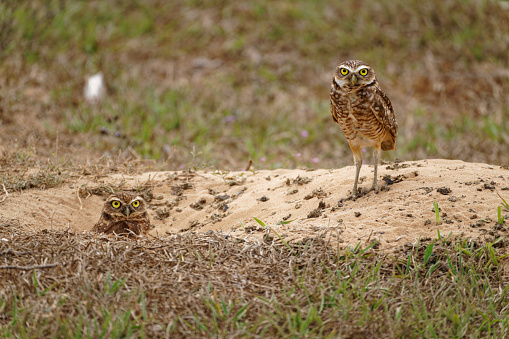 Owls nest in burrows in the Los Llanos region of Colombia