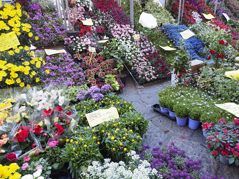 flower market on the canals of milan