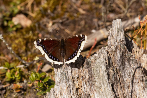 istock A Mourning cloak, Nymphalis antiopa butterfly resting on a dead tree on a spring day in Estonia 1390704158