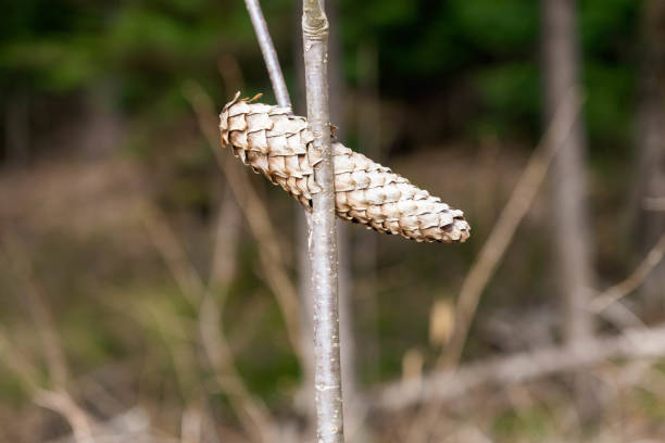 pine cone close up isolated on a white