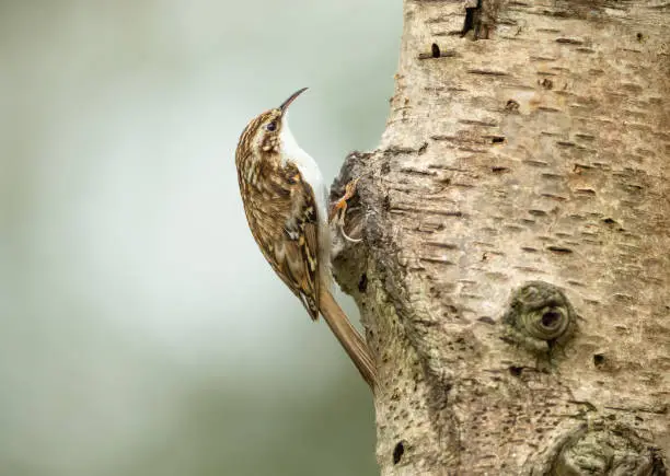 Close up of a Treecreeper in Springtime. Scientific name: Certhia familiaris, foraging on a Silver Birch tree.  Facing right.  Clean background with copy space.