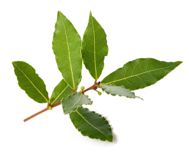 istock Laurel branch with berries and leaves 1390705679