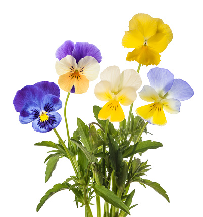Blooming pansies in springtime garden on natural background. Vintage style.
