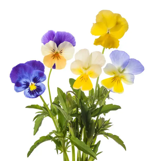 Pansy flowers mix isolated on white background