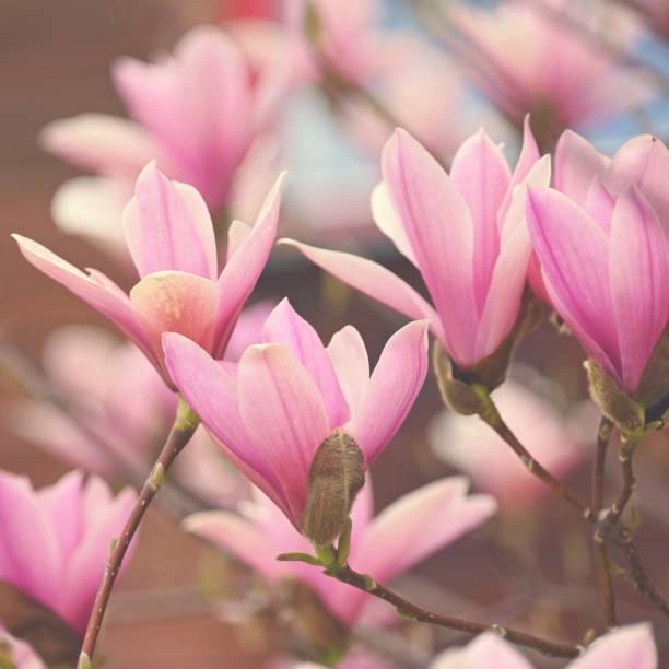 istock Spring background. Beautiful flowering white-pink tree - Magnolia. 1390706433