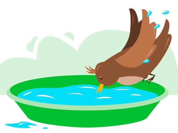 stockillustraties, clipart, cartoons en iconen met bird sits on the edge of a garden tub and drinks clean water - bird water bath garden