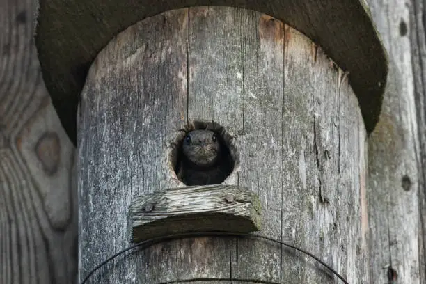 An European passerine Common swift, Apus apus looking out of a nesting box during summertime in Estonia