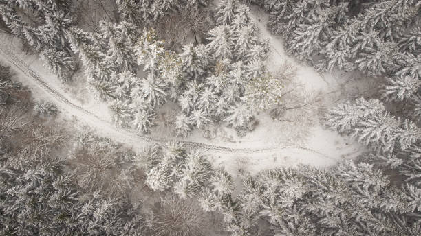 istock Footprints in the snow on the paths through the wintry Black Forest 1390707071