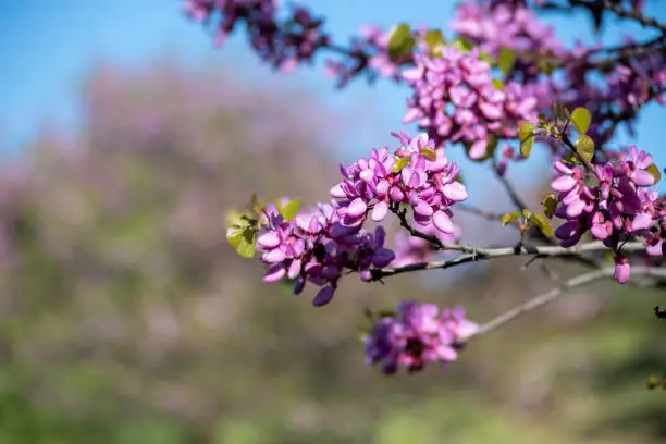 Close up on Judas tree's pink flowers with nice soft background.