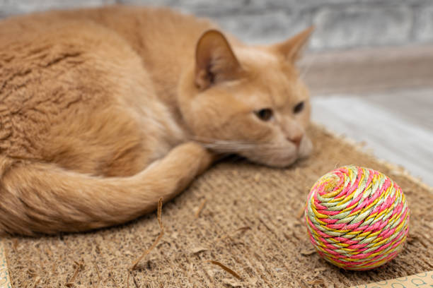 istock a bored and sleeping cat lies near a toy 1390707928