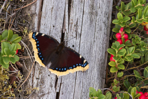A vibrant Mourning cloak, Nymphalis antiopa butterfly resting on a dead tree on a late summer day in Estonia