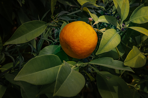 Bitter orange fruits on the tree in Boboli garden, Florence - Italy