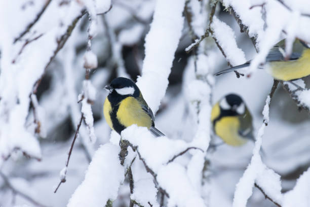 istock Great tits in the middle of snowy branches 1390709492