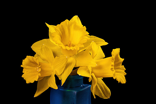 Bright yellow Narcissus or daffodil in a blue vase. It is a genus of spring flowering perennial plants of the amaryllis family, Amaryllidaceae.