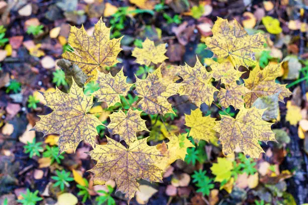 Yellow-black maple leaves on a branch.