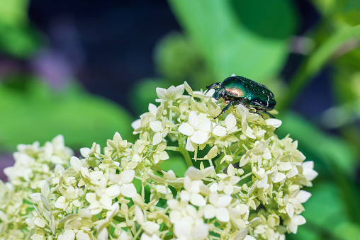 A green beetle Cetoniinae on a flower.