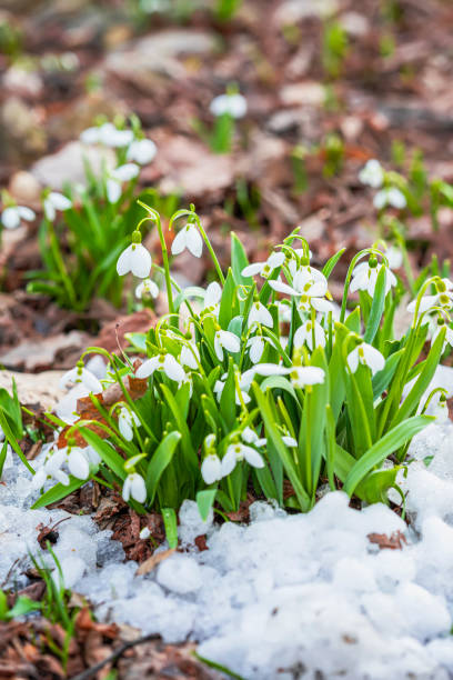istock Spring. First tender wild snowdrops, primroses in snow. First spring plants, seasons, weather 1390711042