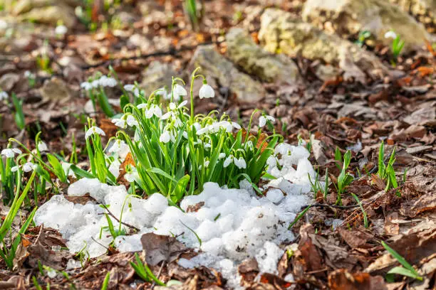 Blooming tender wild snowdrop in snow among last years fallen leaves. Spring concept, first spring plants, seasons, weather