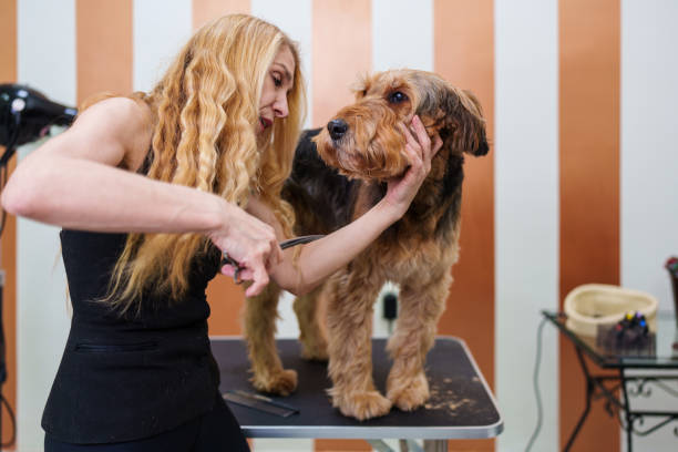 istock Professional dog grooming 1390711695
