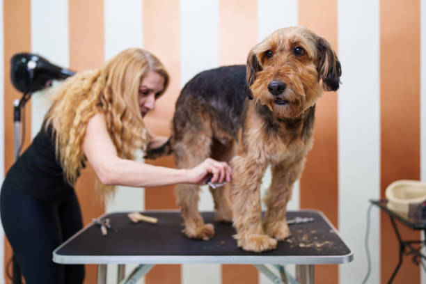 istock Professional dog grooming 1390711723