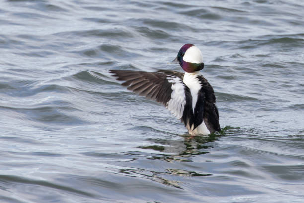 le anatre bufflehead si godono l'inizio della primavera a puget sound - mergini foto e immagini stock