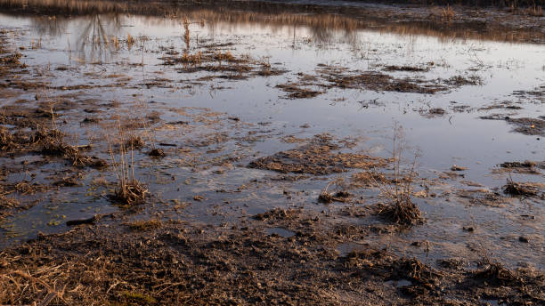 istock View of swamp. Polluted river. 1390712198
