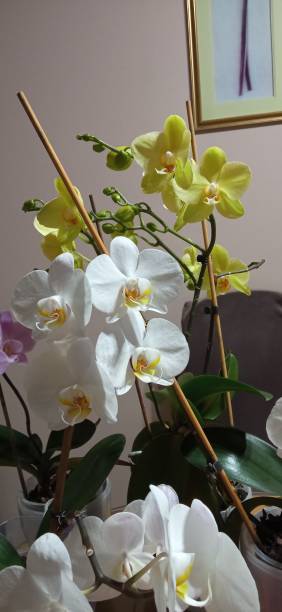 istock Orchid flowers home decor 1390712218