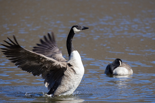 Winter day: two canada goose floating in a pond with reflection of tree trunks.