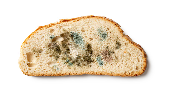 Slice of spoiled bread isolated on a white background. Wheat bread piece with various kinds of mold cutout. Moldy fungus on rotten bread close-up. Biodegradable food waste concept. Top view.