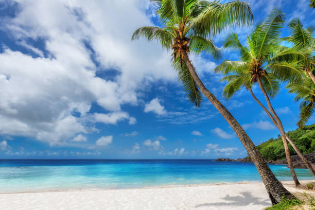 istock Coco palms in tropical beach in Caribbean island 1390713430