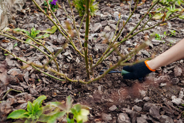 istock Gardener loosening soil around rose bush in spring garden using hand fork. Taking care of shrub with tools 1390714237