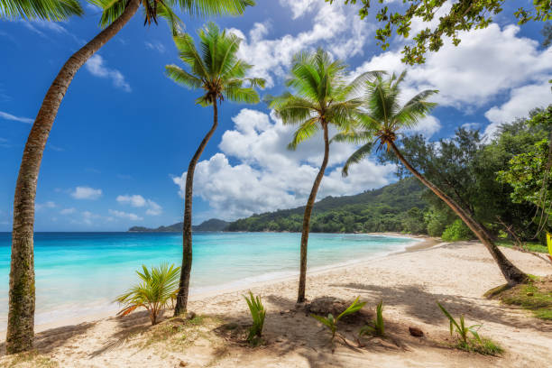 istock Palm trees in beautiful beach in tropical island 1390714310